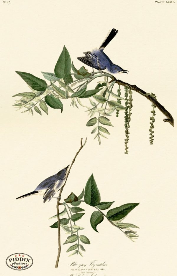 PDXC20619 -- Audubon Blue-Grey Flycatcher Sale