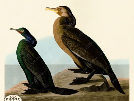 PDXC20948 -- Audubon Violet-Green Cormorant For Discount