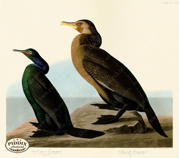 PDXC20948 -- Audubon Violet-Green Cormorant For Discount