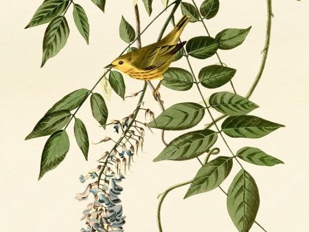 PDXC20630 -- Audubon Yellow-Poll Warbler For Sale