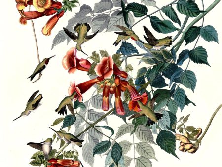 PDXC20582 -- Audubon Ruby-Throated Humming Bird Sale