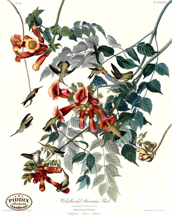 PDXC20582 -- Audubon Ruby-Throated Humming Bird Sale