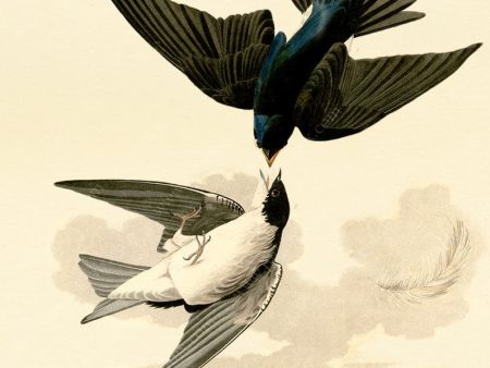 PDXC20633 -- Audubon White-Bellied Swallow on Sale