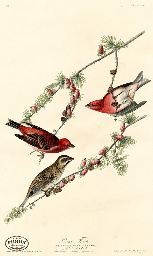 PDXC20539 -- Audubon Purple Finch Supply