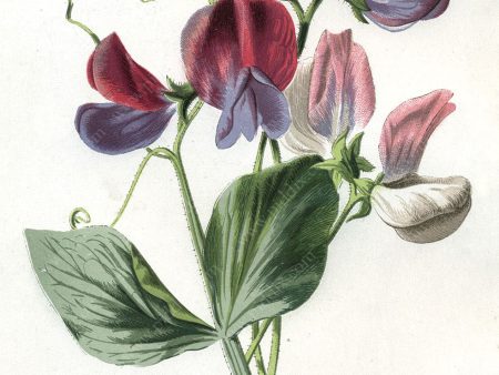 PDXC11587 -- Flower Watercolor Sweet Pea Online now