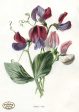 PDXC11587 -- Flower Watercolor Sweet Pea Online now