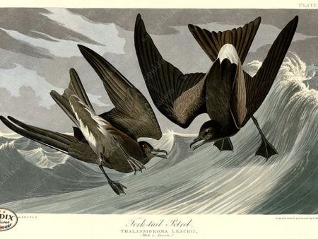 PDXC20796 -- Audubon Fork-Tail Petrel Online now