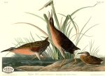 PDXC20740 -- Audubon Virginia Rail Supply