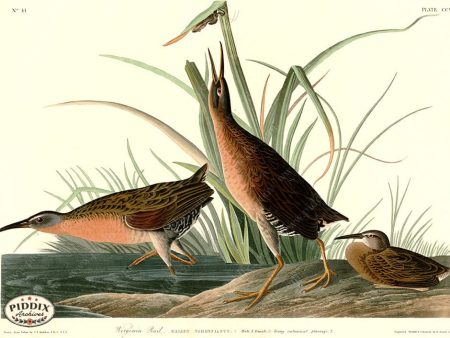 PDXC20740 -- Audubon Virginia Rail Supply