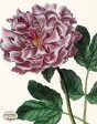 PDXC19266 -- Peonies Discount