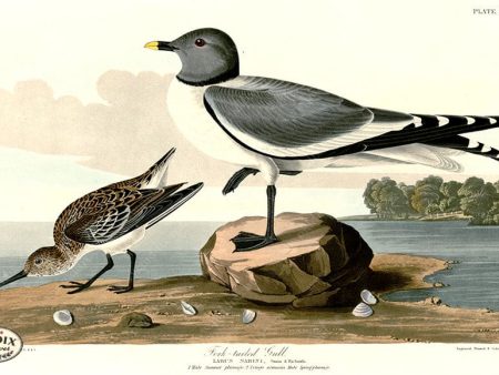 PDXC20821 -- Audubon Fork-Tailed Gull For Cheap