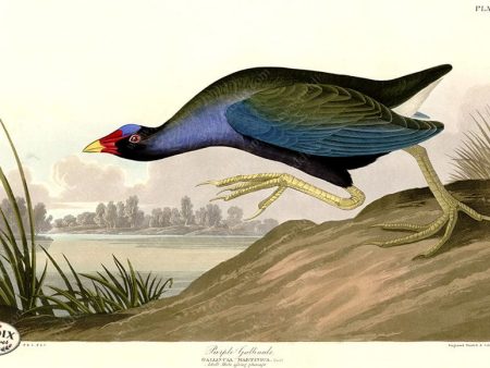 PDXC20841 -- Audubon Purple Gallinule For Cheap