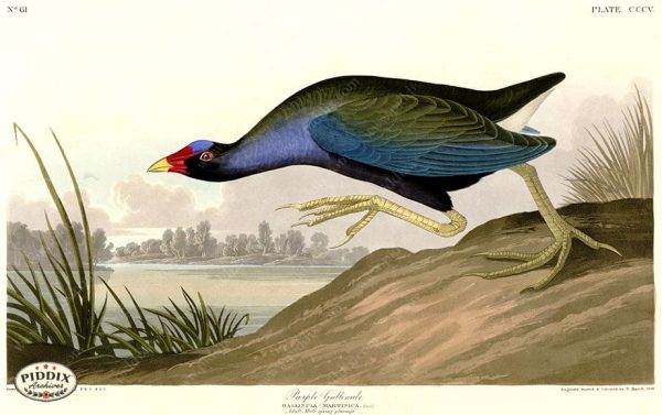 PDXC20841 -- Audubon Purple Gallinule For Cheap