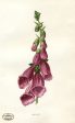 PDXC11619 -- Flower Watercolor Foxglove Hot on Sale