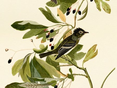 PDXC20679 -- Audubon Small Green Crested Flycatcher Cheap