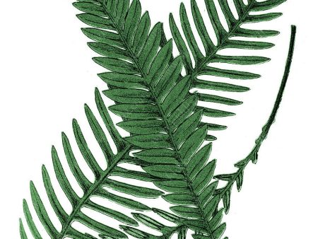 Copy of PDXC21141b -- Fern Fronds Discount