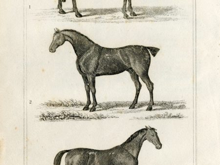 PDXC8674 -- Horse Engravings For Discount