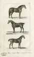 PDXC8674 -- Horse Engravings For Discount