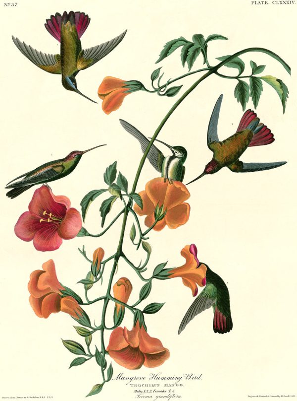 PDXC20719 -- Audubon Mangrove Humming Bird For Sale