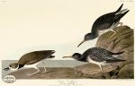 PDXC20820 -- Audubon Purple Sandpiper Online now