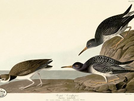 PDXC20820 -- Audubon Purple Sandpiper Online now